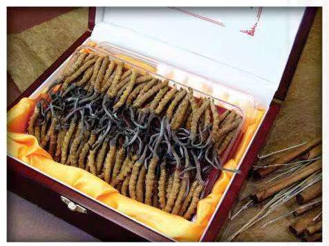 浦口冬虫夏草回收